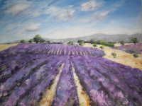 Lavender Fields