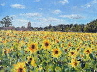 Becketts Farm Sunflowers