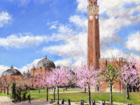 Blossom Trees at Birmingham University